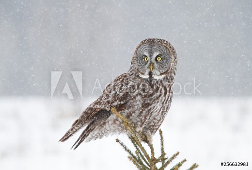 Bild på Great grey owl perched on top of pine tree in Canada